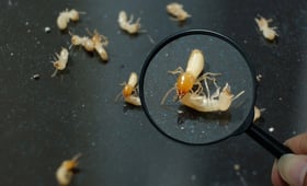 白蟻怕的不是殺蟲劑!用『這招』讓牠們自滅還省錢